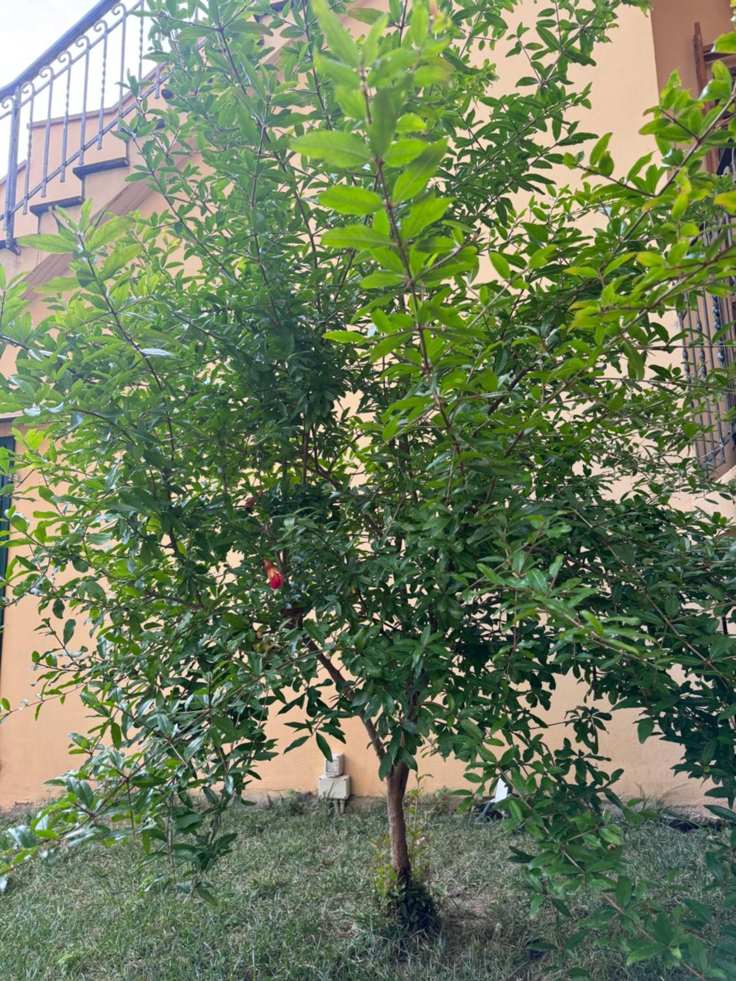 La Casa Di Grace Lägenhet Florens Exteriör bild